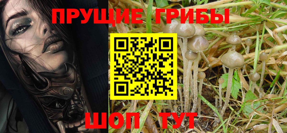 Горно-Алтайск  Галлюциногенные грибы Psilocybine cubensis  Вход с VPN 